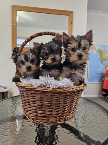 Jork��rsk� teri�r - biro s pp