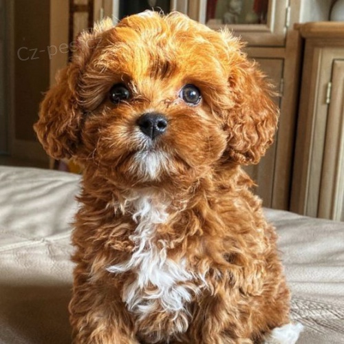 mini �t��ata Cavapoo