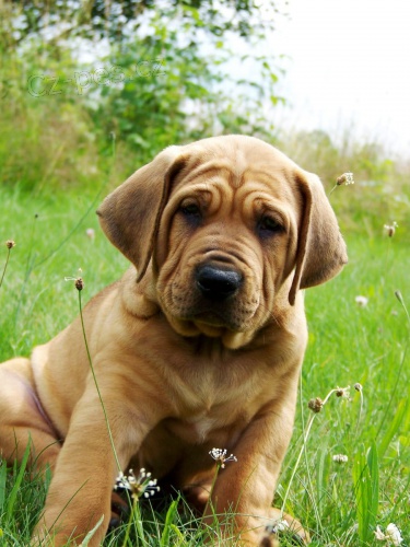 Tosa inu- �t���tka s PP