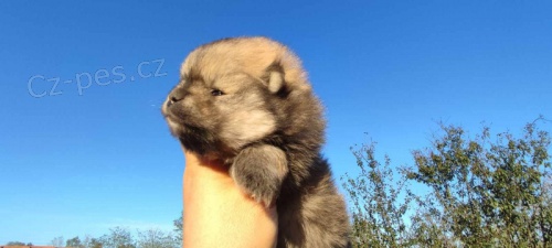 Pomo�ansk� �pic �t��ata