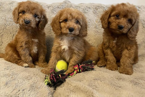 �t��ata Cockapoo