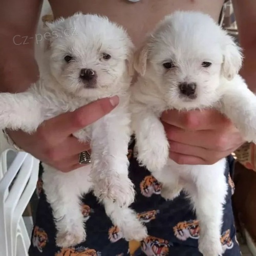 �t��ata bi�onka.