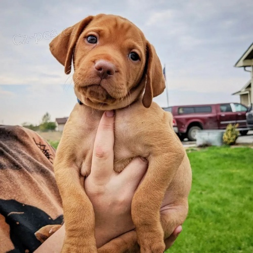 krtkosrst tata maarskho vizslase k dopovn