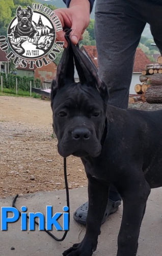 Cane Corso �t��ata
