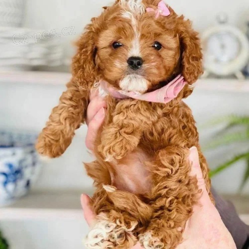 mini �t��ata Cavapoo