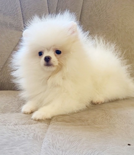 Pomo�ansk� �pic �t��ata