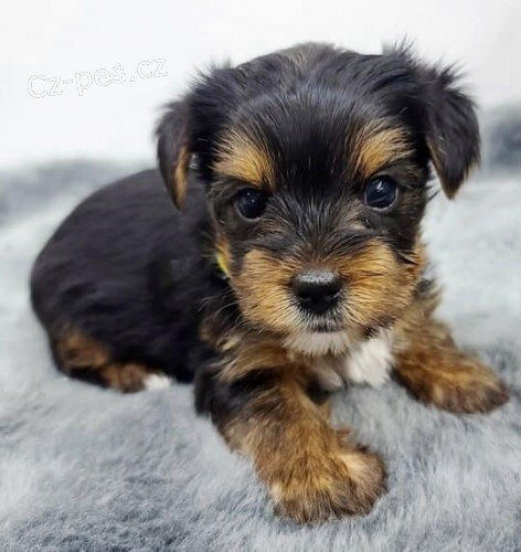 MINI TTKO YORKIPOO