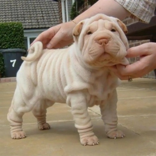 Shar-pei okovan tata