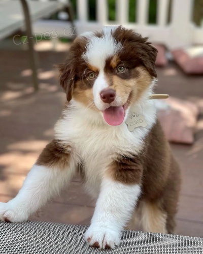 Prod�m roztomil� �t��ata australsk�ho ov��ka