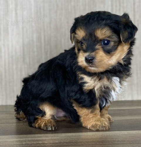 MINI TTKO YORKIPOO