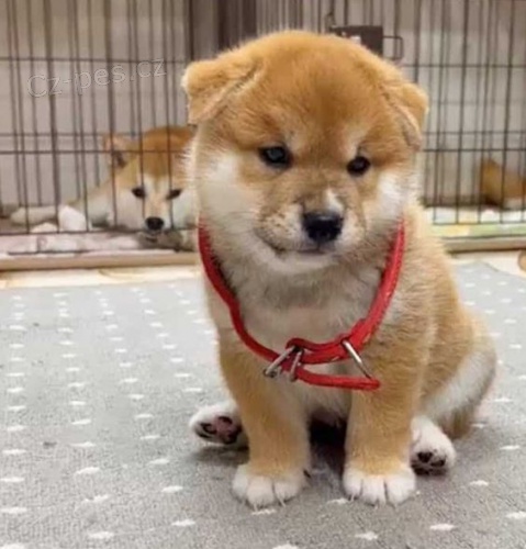 �T��ATA MINI SHIBA INU