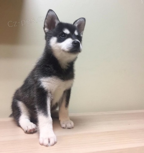 PROD�M �T��ATA ALASKAN KLEE KAI