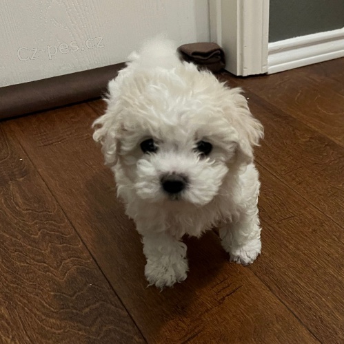 �t��ata bi�onka.