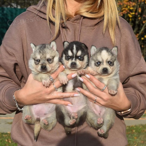 PROD�M �T��ATA ALASKAN KLEE KAI