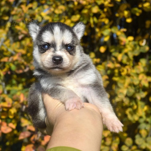 PROD�M �T��ATA ALASKAN KLEE KAI