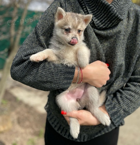 PROD�M �T��ATA ALASKAN KLEE KAI