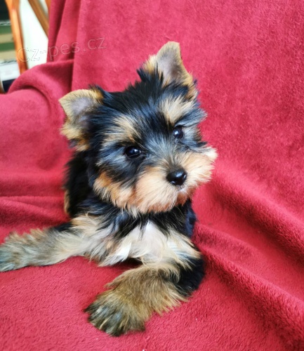 �t��ata jork��rsk�ho teri�ra