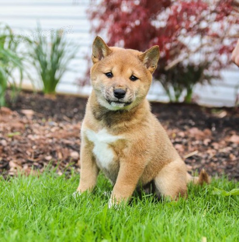 �T��ATA MINI SHIBA INU