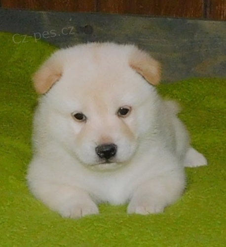 �T��ATA MINI SHIBA INU