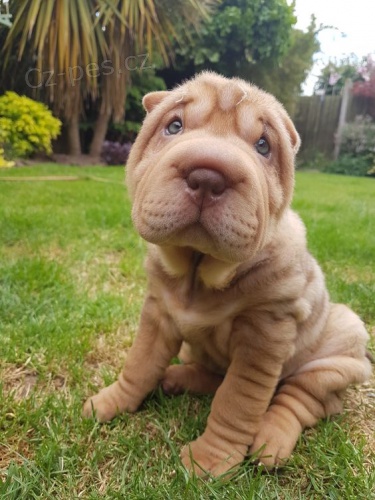 Prodm zdrav tata okovan shar-pei.