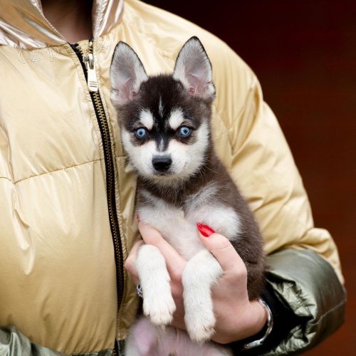 Pred�m �teniatka ALASKAN KLEE KAI