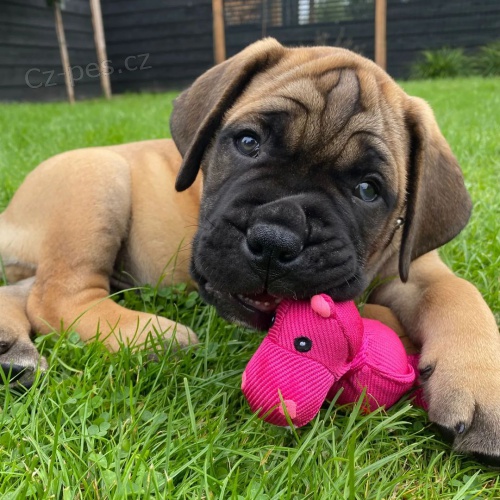 Pred�m �teniatka bullmastiffa