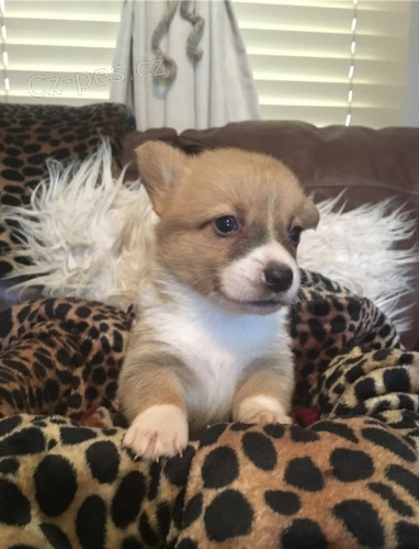 �t��ata Corgi p�ipravena do nov�ho domova