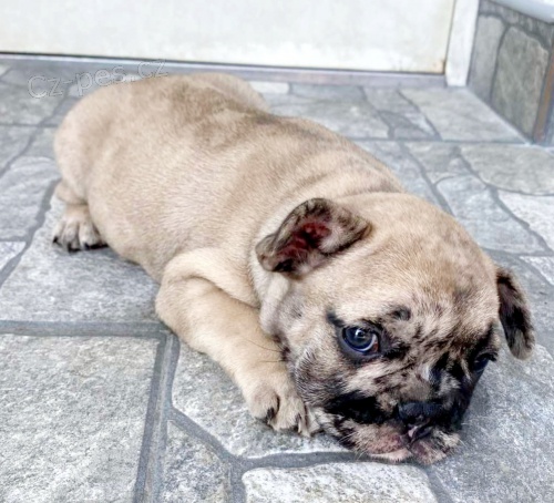 Francouzsk� buldo�ek �t�n�