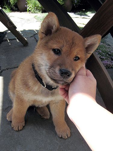 �T��ATA MINI SHIBA INU