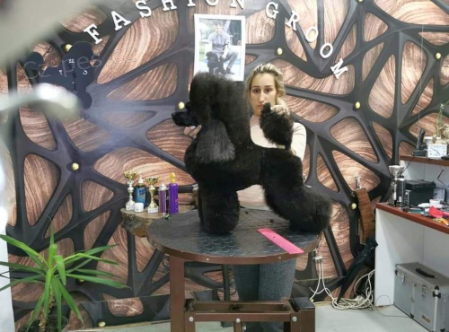 Toy pudl �t�n� fenka na prodej