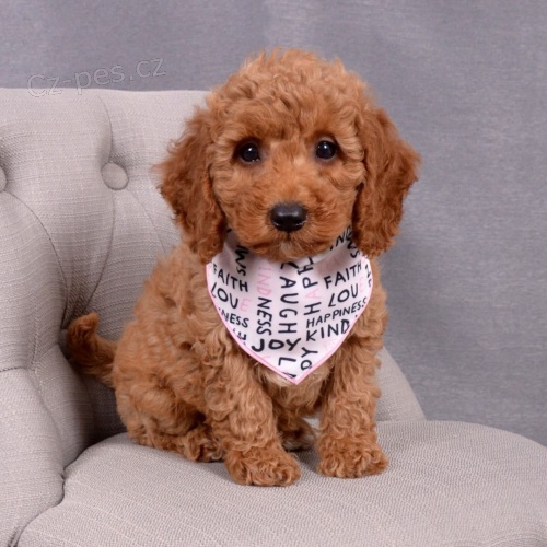 �t��ata Cockapoo