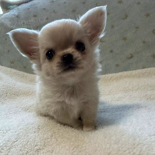 Mini �t��ata dlouhosrst� �ivavy