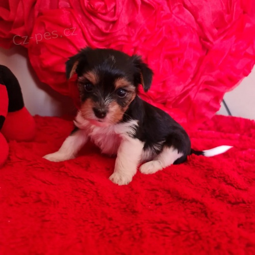 Pred�m �teniatka biewer yorkie