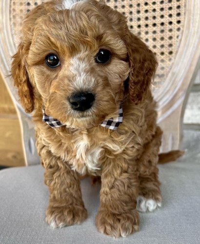 tata Cavapoo mini.