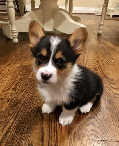 ern s plenm tata Pembroke Welsh Corgi.