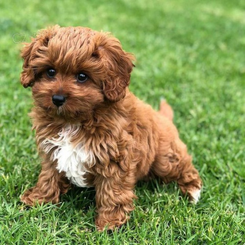 �t��ata Cavapoo mini.