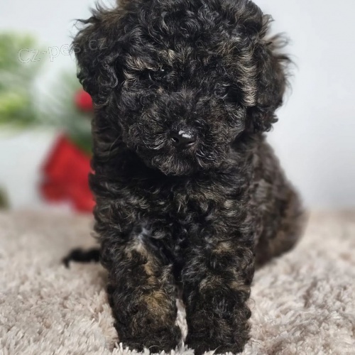 �t�n� �ern�ho pudla