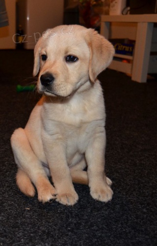 Zdrav� a kr�sn� �t��ata labradorsk�ho retr�vra a pejska na prodej.