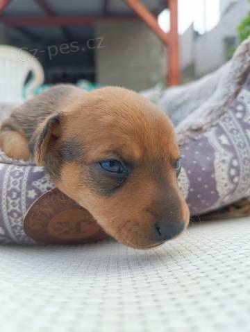 Darujeme 4 �t���tka