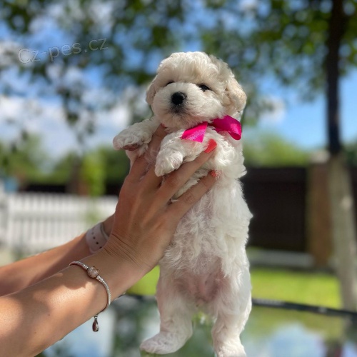 �t��ata bi�onka mini