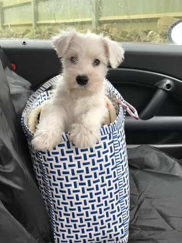 mini �t��ata mal�ch kn�ra�� b�l�