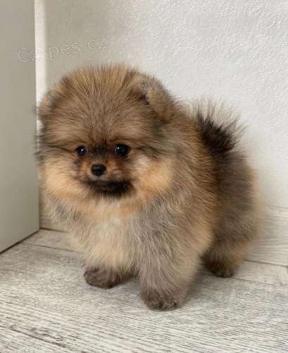 miniaturn tata pomeranian na prodej.