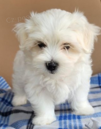 Kr�sn� �t���tka malt�zsk� 