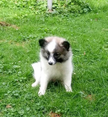 N�meck� spic st�edn� strako�  s PP FCI