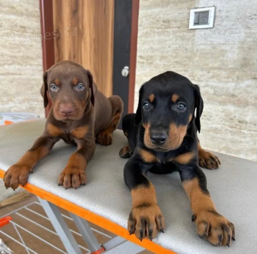 Zdrav� a o�kovan� �t��ata dobrmana