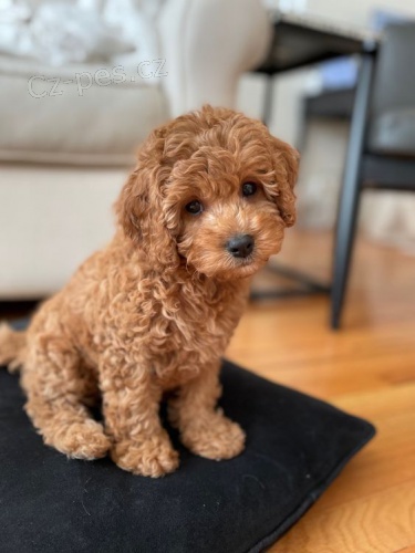 tata Cavapoo mini.