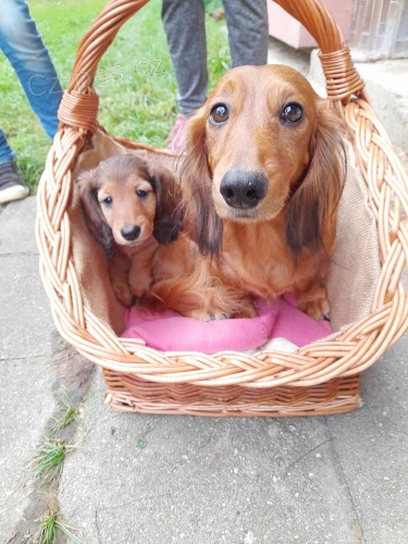 Jezev��k dlouhosrst� standart �erven� s PP