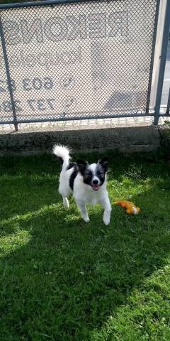 N�meck� �pic st�edn� strako� s PP FCI