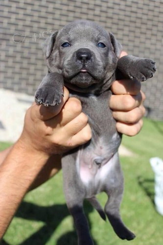 �teniatka staford��rskeho bulteri�ra