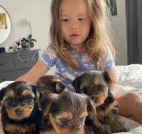 york��rsk� terier